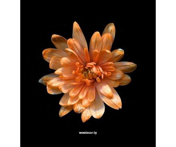 Краска для окрашивания живых цветов, цвет мандариновый, #30, 0,300 л.
