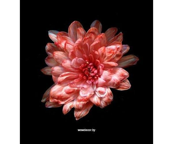 Краска для окрашивания живых цветов, цвет коралловый, #32, 0,300 л.