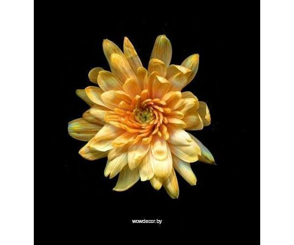Краска для окрашивания живых цветов, цвет золотой закат, #12, 0,300 л.