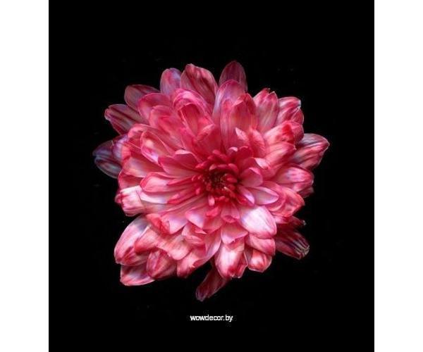 Краска для окрашивания живых цветов, цвет киноварь, #31, 0,300 л.