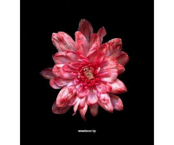 Краска для окрашивания живых цветов, цвет клюквенный, #13, 0,300 л.