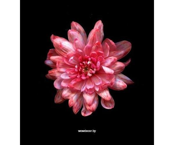 Краска для окрашивания живых цветов, цвет вишневый, #5, 0,300 л.